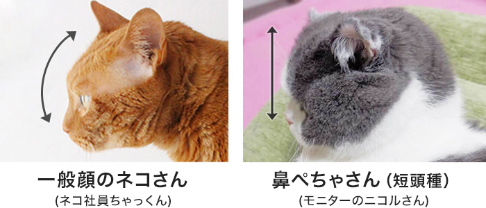 鼻ぺちゃ猫の横顔