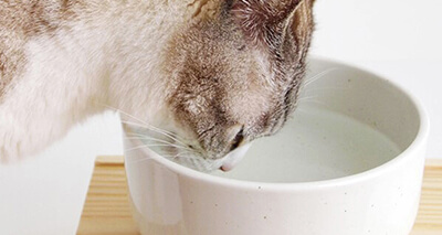 水をよく飲む猫