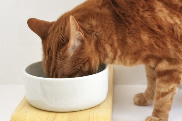 食器台を使って水を飲む猫