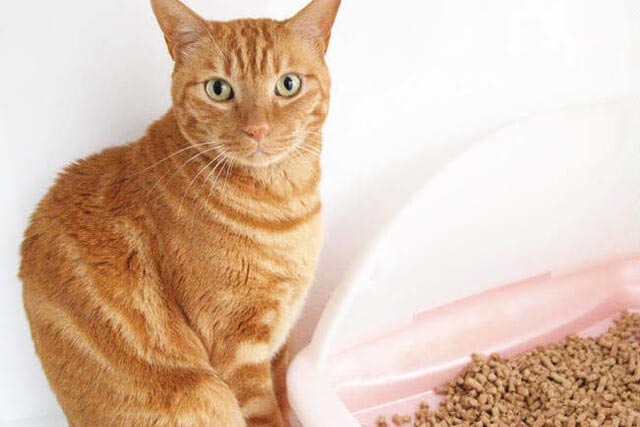 1ヶ月の猫砂の量はどれくらい？