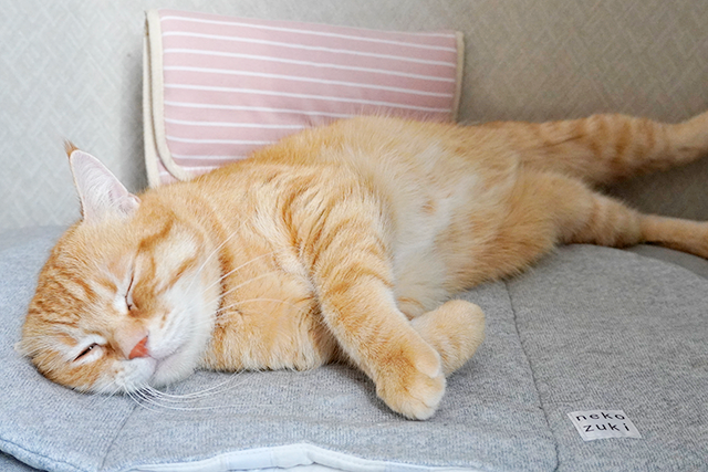 猫の冬のお留守番を安全に暖かくする方法