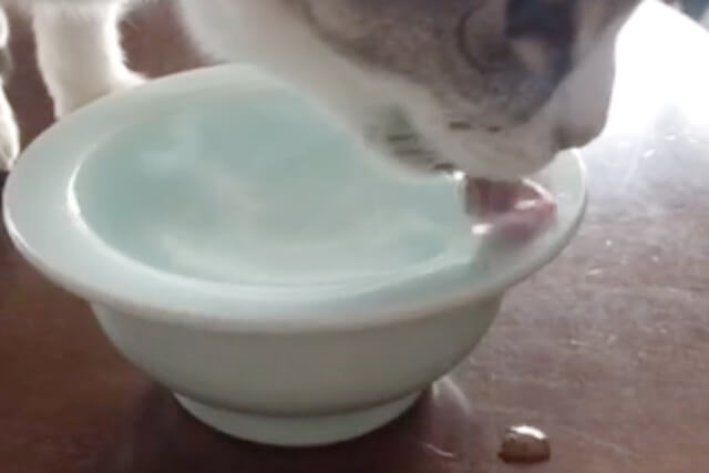 食器の縁で水を飲む猫はいっぱい水をこぼす