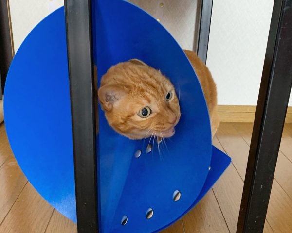 猫に負担の少ないエリザベスカラーは？比較実験 ｜ nekozuki（ねこずき