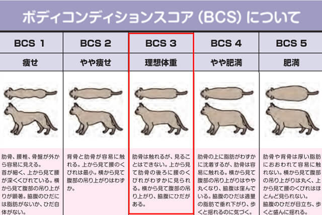 ネコさんの理想体重はボディコンディションスコア（BCS）