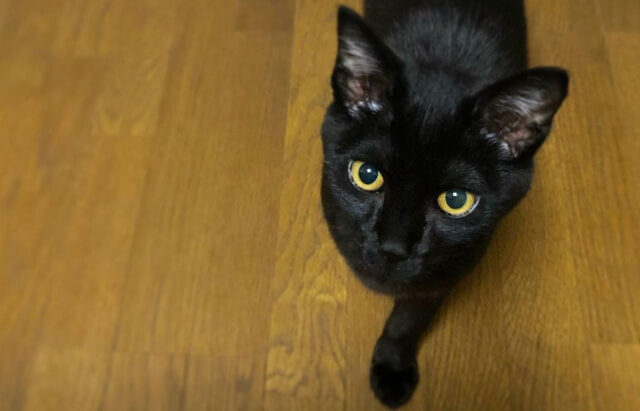 黒猫こんぶさん