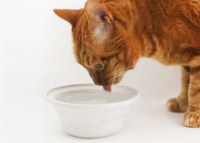 お宅のネコさんはふち飲みする？しない？水の飲み方が下手で心配な方へオススメの食器もご紹介します。