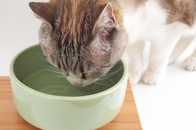 猫が水を飲む様子
