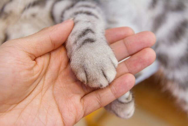 猫の爪 切る順番は小指から