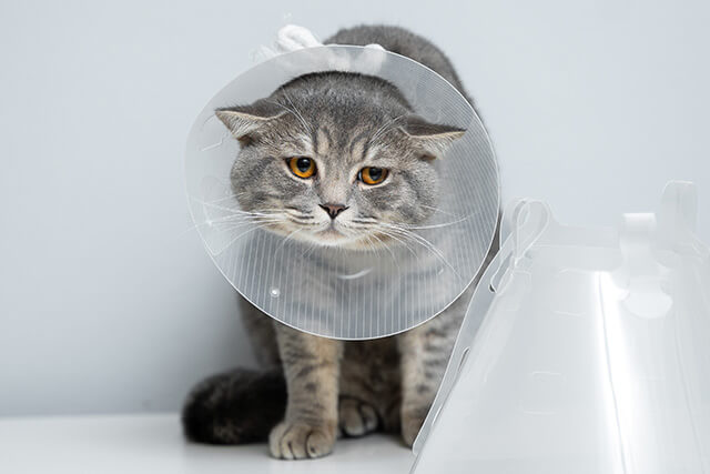 獣医おすすめ クリアで軽い猫エリザベスカラー・透明ハード