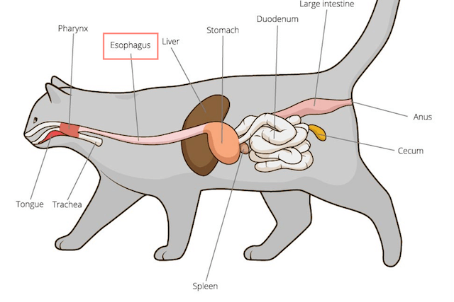猫の内蔵の図（食道の位置）