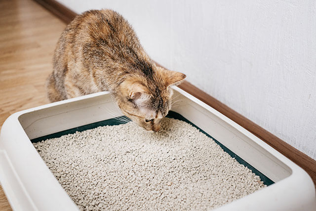 猫が猫砂を食べるのって安全？なめても大丈夫！知る人ぞ知る無添加猫砂