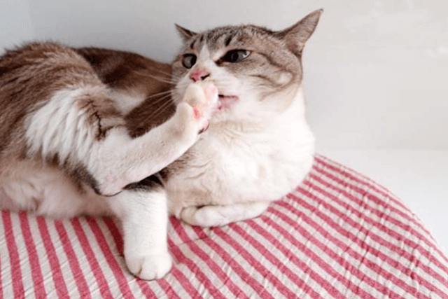 足を舐める猫