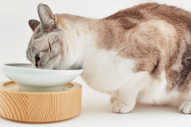 猫食器の高さのベストは5〜8cm！食べやすい食器や餌台、吐き戻しの原因を紹介