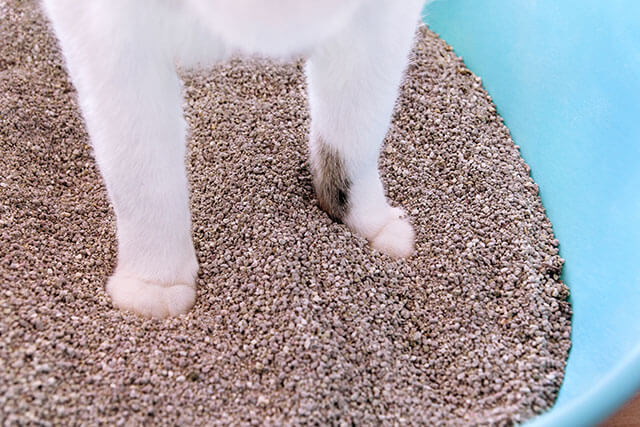 猫砂と猫の足