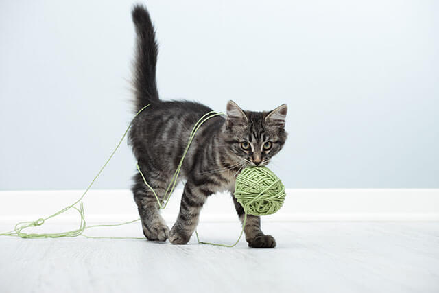 毛糸で遊ぶ子猫