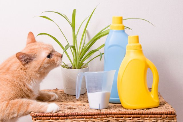 猫の食器に漂白剤はOK！漂白剤の安全な使い方と使用時の注意点