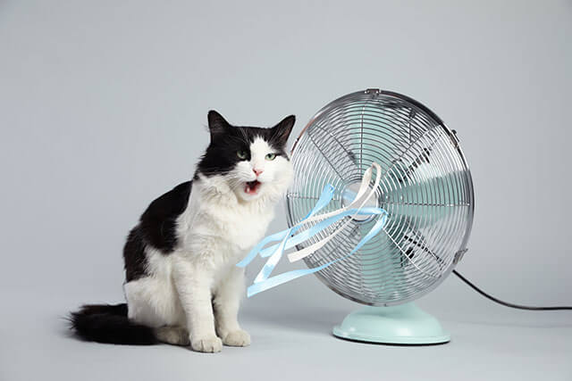 暑い日本の夏を乗り切ろう！エアコン嫌いの猫にもできる暑さ対策