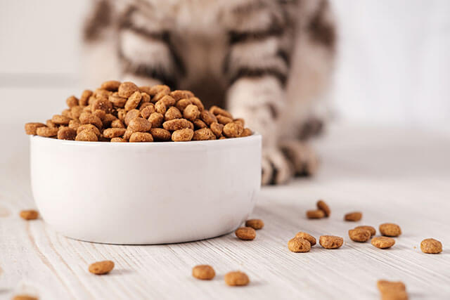 猫がごはんを食べこぼすのはなぜ？５つの原因と簡単にできる３つの対策