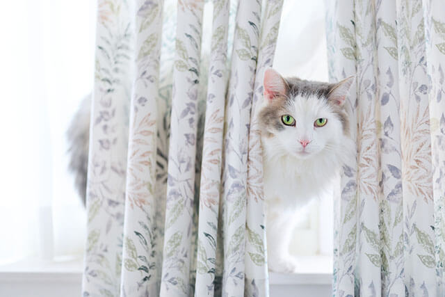 カーテンの後ろの猫