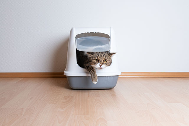 猫用トイレから顔を出す猫