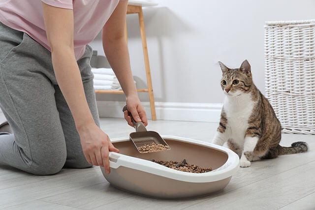 猫トイレの１日の掃除頻度は？毎日の掃除について詳しく解説します！