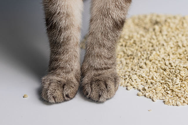 猫砂にはどんな種類があるの？素材別の特徴と選び方のポイントを解説