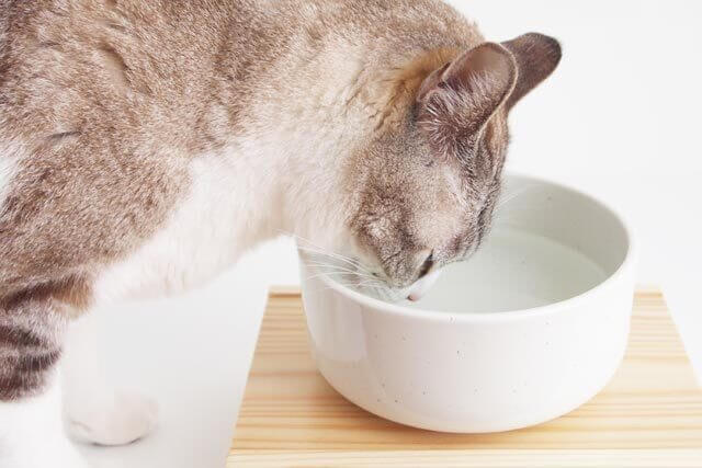 猫が1日に必要な水の量