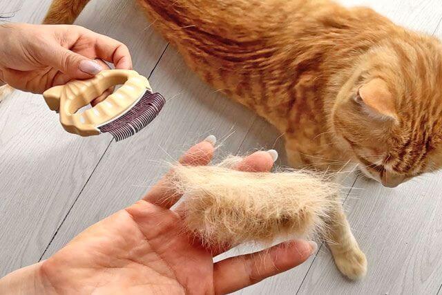猫の換毛期はいつ？「猫の抜け毛がすごい」と感じたときの対策や注意点