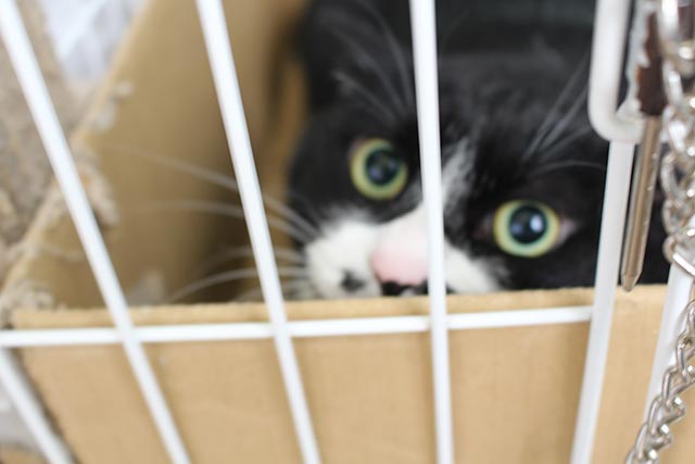 動物いのちの会 施設の猫