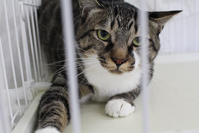 動物いのちの会 施設の猫