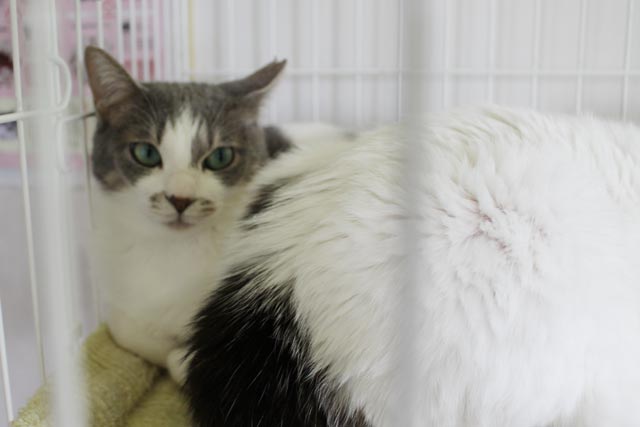動物いのちの会 施設の猫