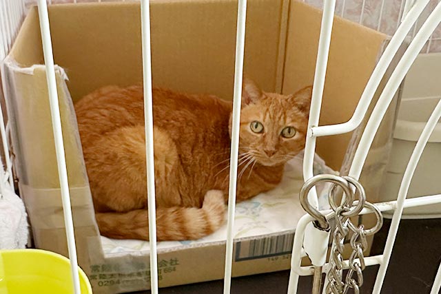 動物いのちの会 施設の猫