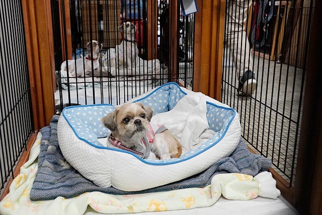 動物いのちの会 施設の犬