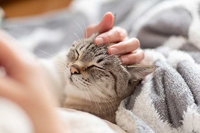 猫の腎臓を守る