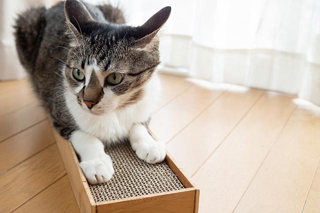 ネコの爪とぎ頻度