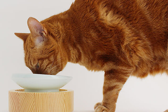 ネコが美味しそうにご飯を食べている様子