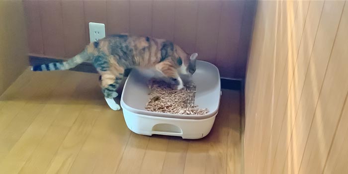 猫の砂かけ