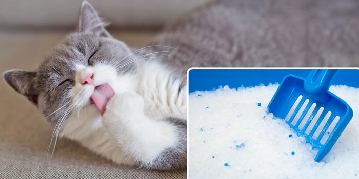脚を舐める猫
