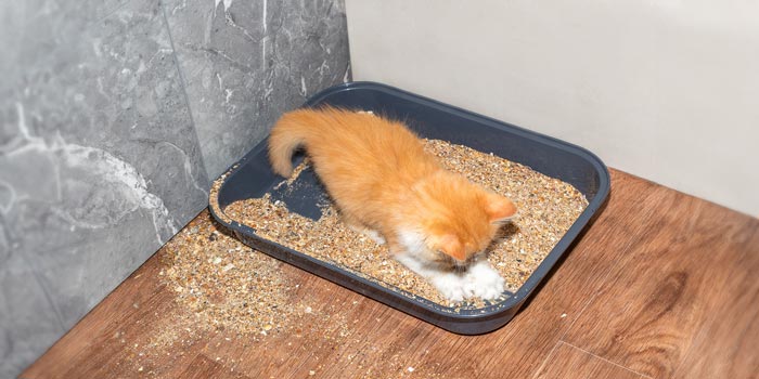 猫砂の飛び散り