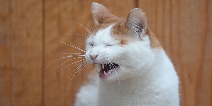 くしゃみをするネコさん