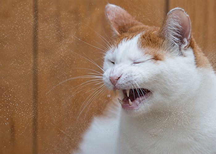 ほこりの舞う猫砂とネコさんのくしゃみの関係