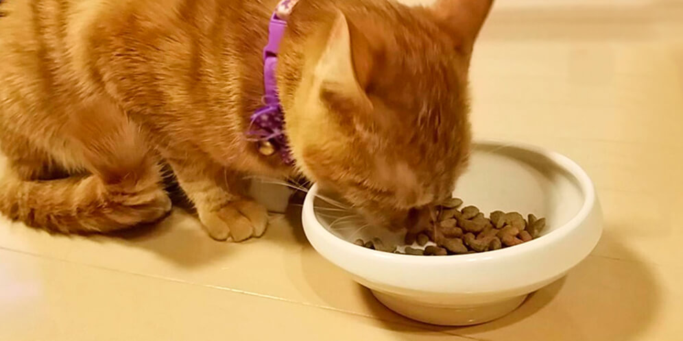 全年齢の猫が食べやすい食器はギフトにもオススメ