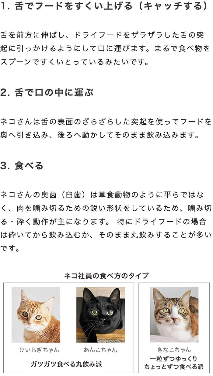 新品同様】猫の品種別疾患ガイド 【公式通販】