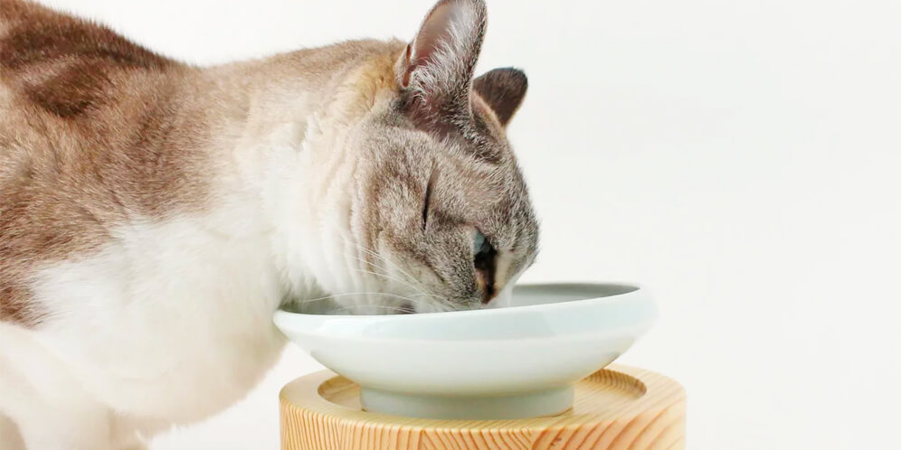 老猫さんや鼻ぺちゃ猫さんも使いやすい餌皿