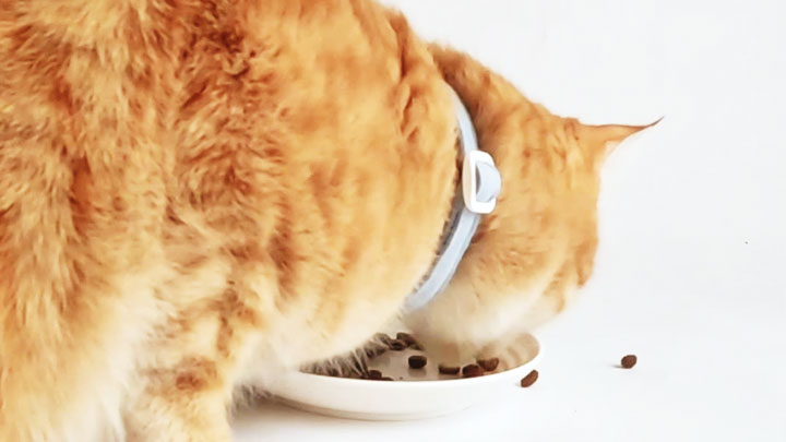 平らな器から食べこぼしている柊ちゃん