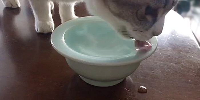 水をこぼす猫