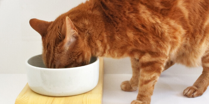 猫の飲水量が増える食器