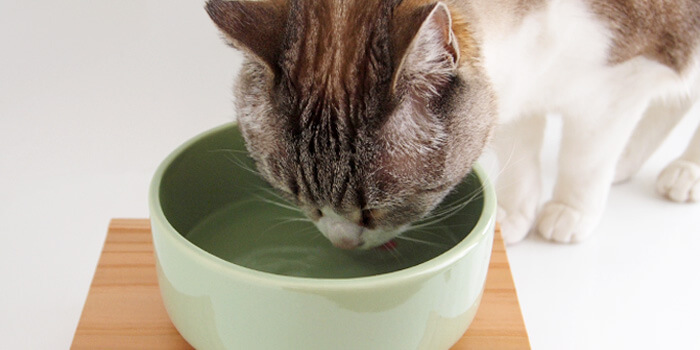 水を飲まない猫用に開発された水飲み用ボウル
