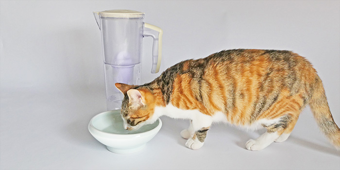 浄水器の水をネコさんが飲んでいる画像