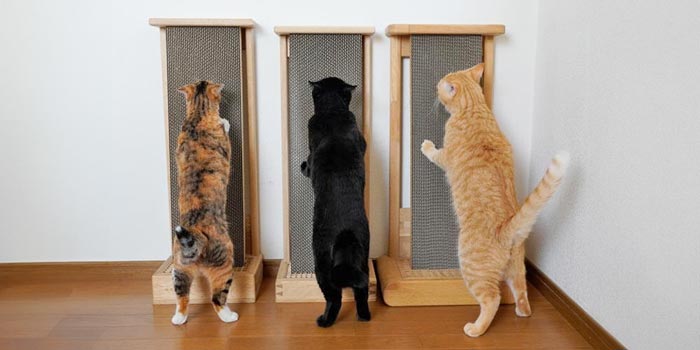 猫3匹が爪を研ぐ様子